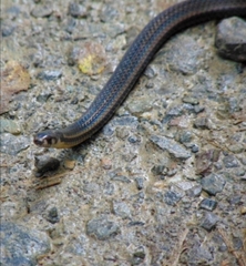 Tantilla melanocephala