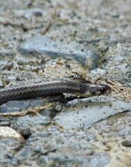 Tantilla melanocephala