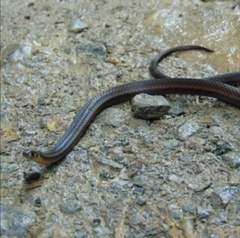 Tantilla melanocephala
