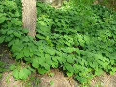 Jeffersonia diphylla