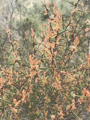 Acacia siculiformis