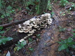 Trametes menziesii