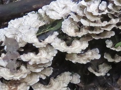 Trametes menziesii