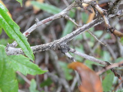Rubus schmidelioides