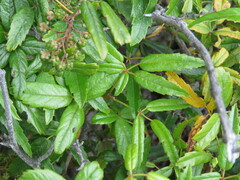 Rubus schmidelioides