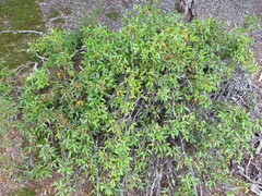 Rubus schmidelioides