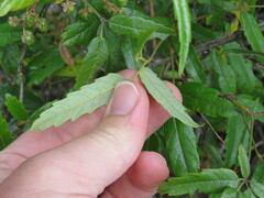 Rubus schmidelioides