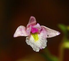 Triphora trianthophoros