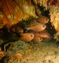 Pempheris multiradiata