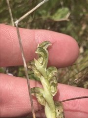 Pterostylis crassicaulis