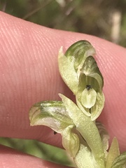Pterostylis crassicaulis