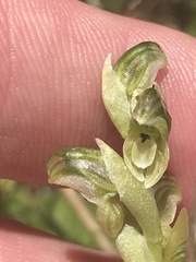 Pterostylis crassicaulis