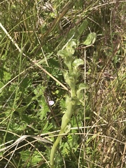 Pterostylis crassicaulis