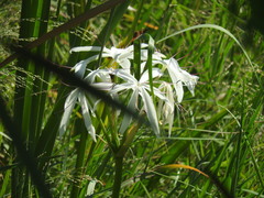 Crinum americanum