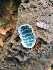 Chiton squamosus