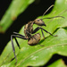 Camponotus sericeiventris - Photo (c) mason_s, osa oikeuksista pidätetään (CC BY-NC)