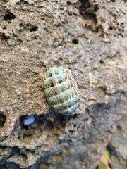 Chiton squamosus