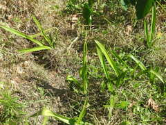 Crinum americanum