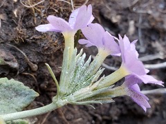 Primula sharmae