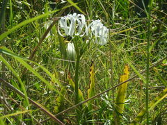 Crinum americanum