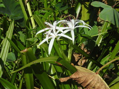Crinum americanum