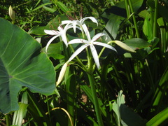 Crinum americanum