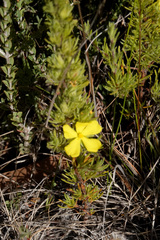 Hibbertia fasciculata
