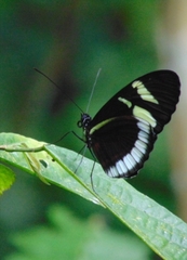 Heliconius