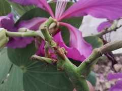 Membracidae