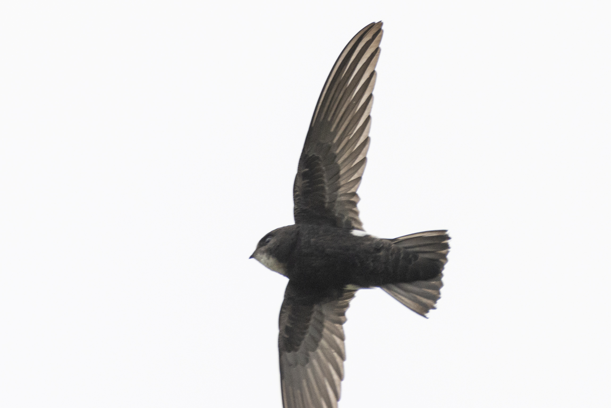 House Swift