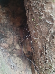 Opilioninae