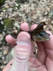 Cottus
