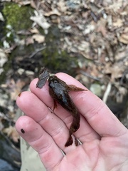Cottus