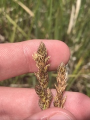 Carex chlorantha