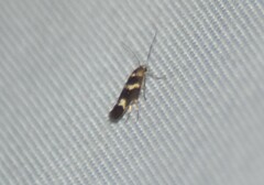 Scythris