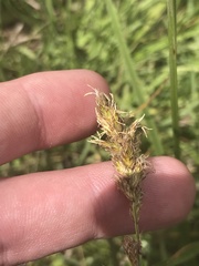 Carex chlorantha