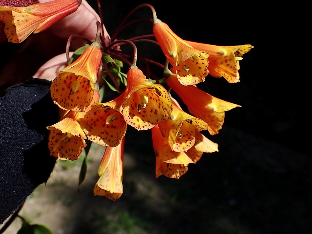 Bomarea multiflora (Bomarea multiflora)