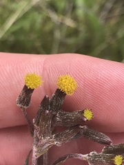 Senecio interpositus