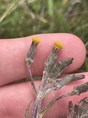 Senecio interpositus