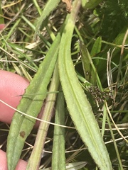 Senecio interpositus