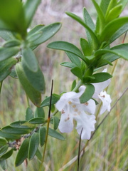 Prostanthera behriana