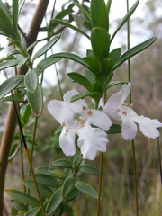 Prostanthera behriana