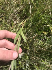 Senecio interpositus