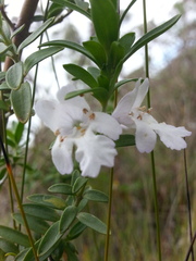 Prostanthera behriana
