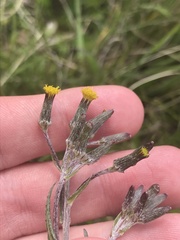 Senecio interpositus
