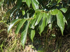Castanopsis