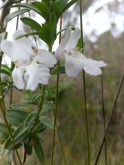 Prostanthera behriana
