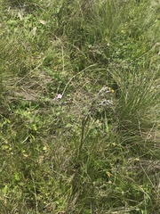 Senecio interpositus