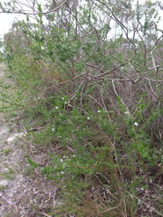 Prostanthera behriana