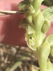 Pterostylis crassicaulis